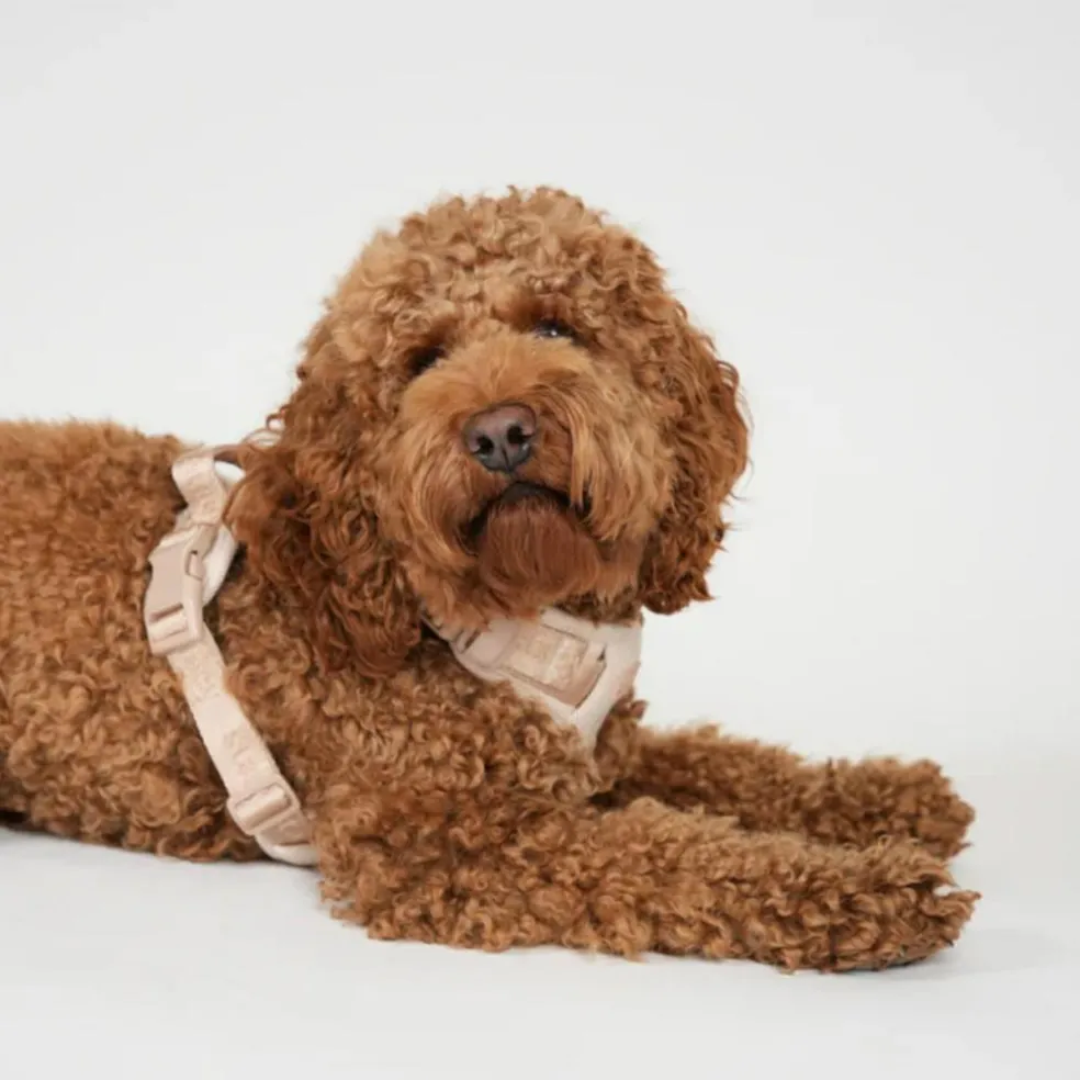 Elma Harness