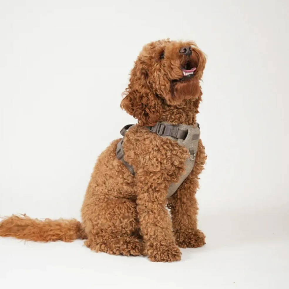 Elma Harness
