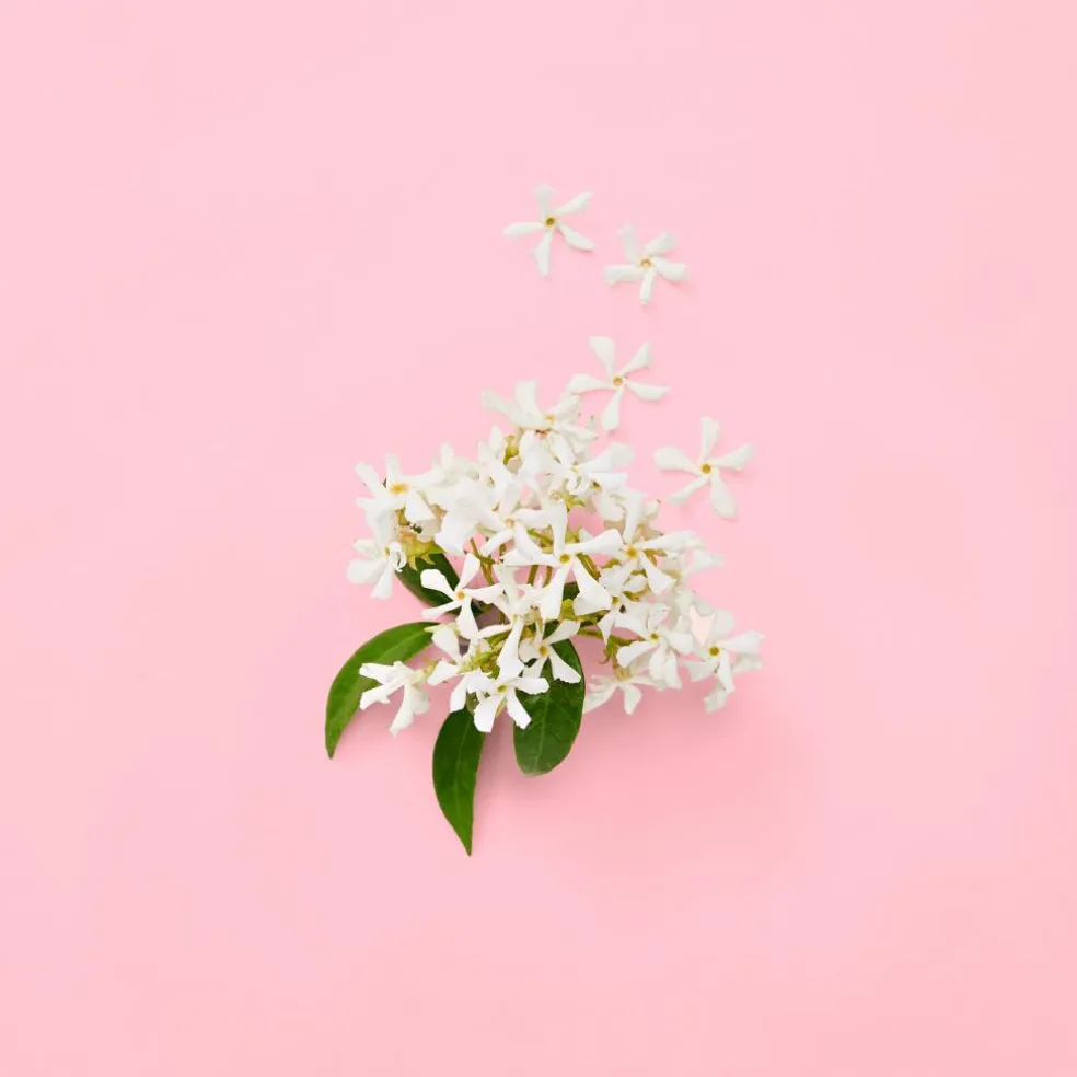 Flora Gorgeous Jasmine Eau de Parfum