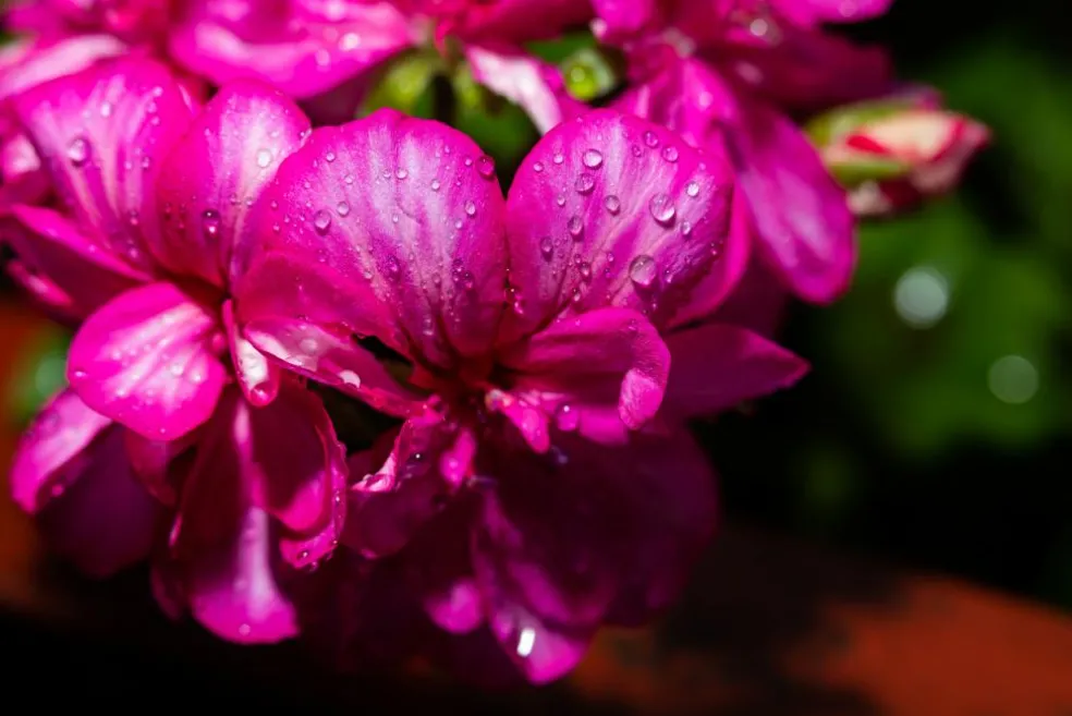 Geranium Olie Økologisk