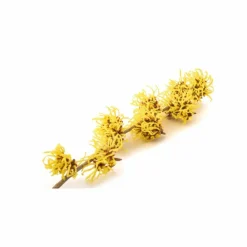 Herbal Scalp Relieve Shampoo