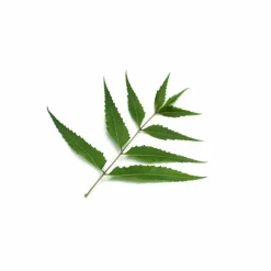 Herbal Tonic