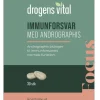 Immunforsvar med Andrographis