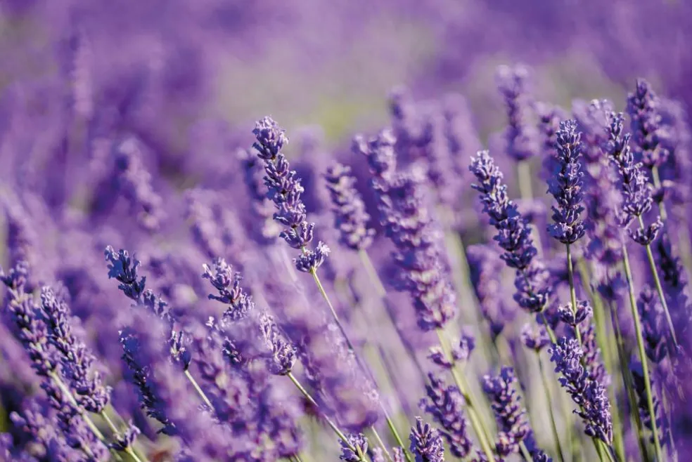 Lavendel Olie Økologisk