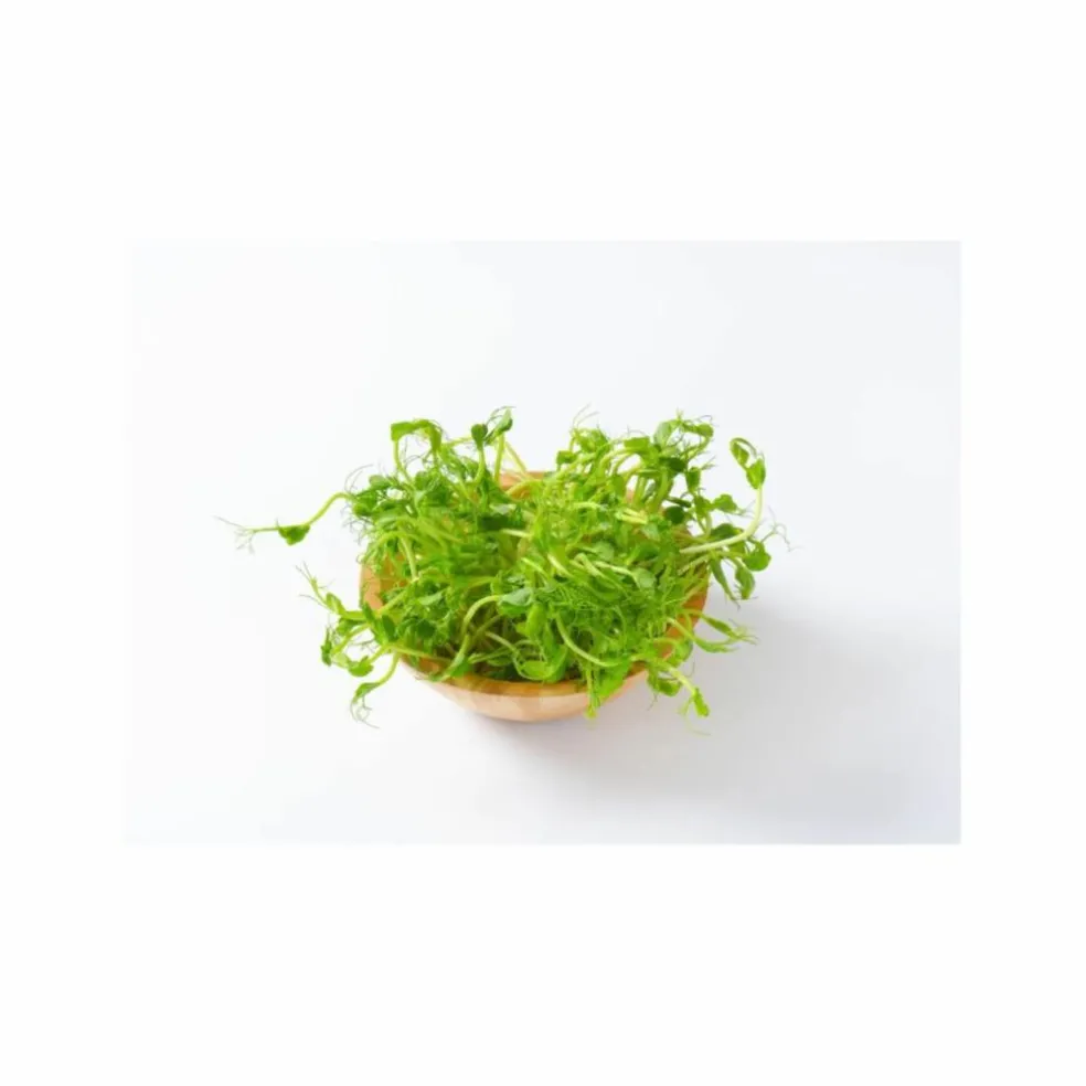 Phytonutrient Hairroot Serum