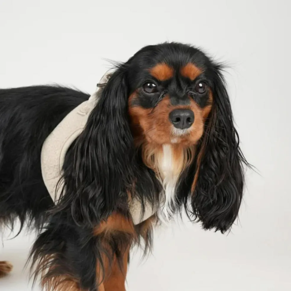 Teddy Step-in Harness